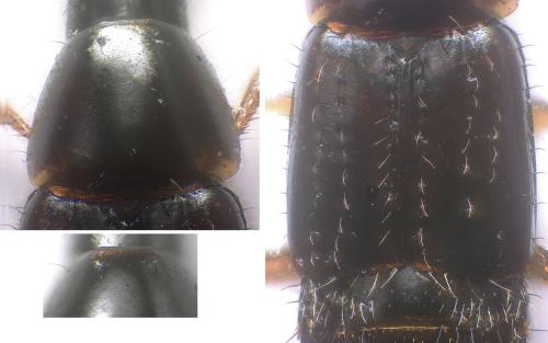 Mycetoporus bosnicus